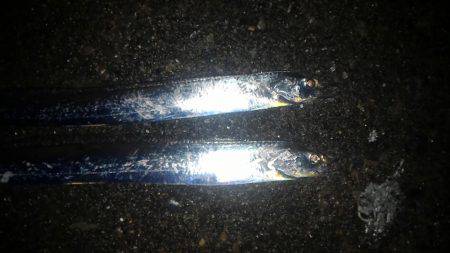 ワインドで太刀魚